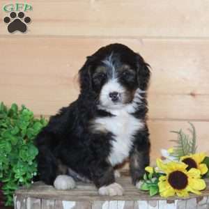 Steakhouse, Bernedoodle Puppy